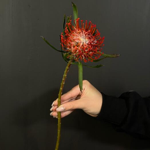 Leucospermum