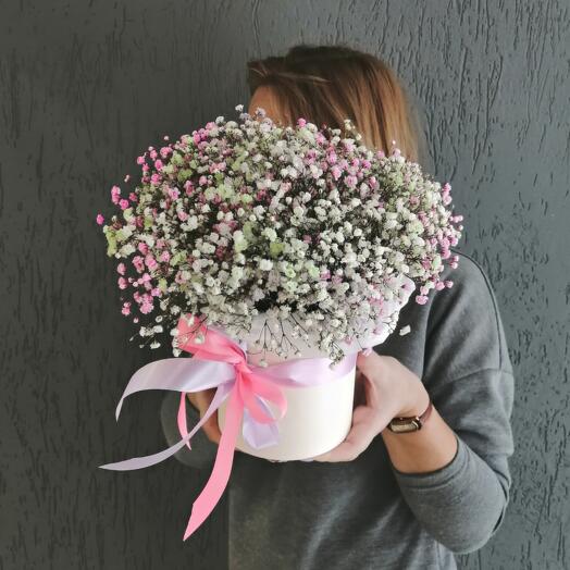 Composición De Gypsophila