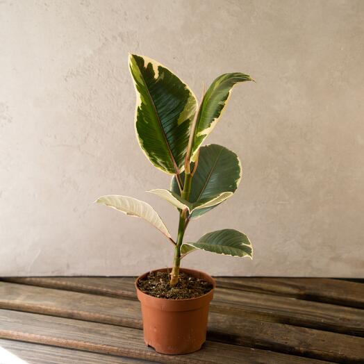 Фикус Тинеке