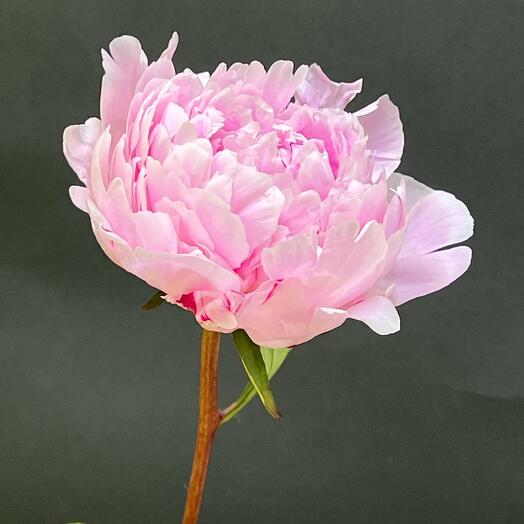 Peonía rosa fragante 🌸