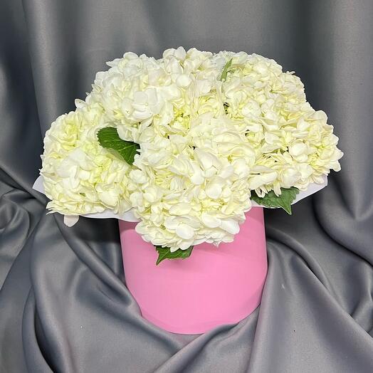 Гортензия в коробке 🌺
