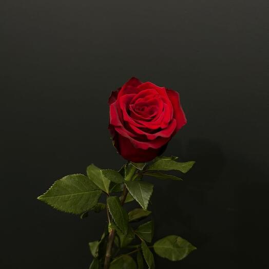 Rose (Red)60cm