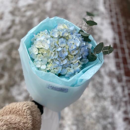 Гортензия
