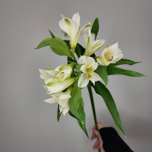Альстромерия белая