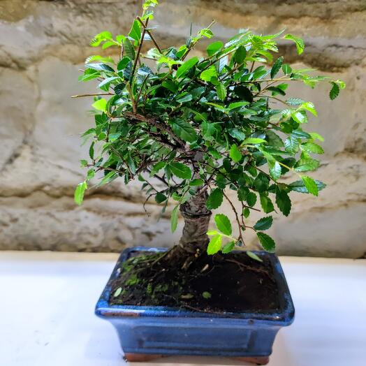 BONSAI OLMO JAPONES 5 AÑOS