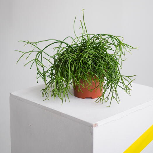 Лесной кактус Рипсалис