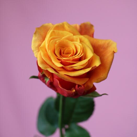 Red and yellow rose