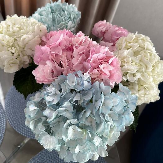 7 Hydrangeas