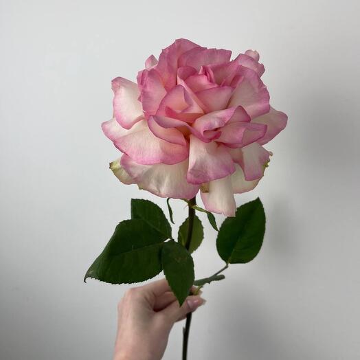 The French rose is pale pink