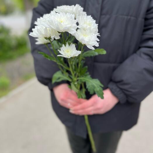 Хризантема Балтика