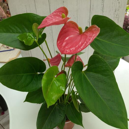 Anthurium rosa