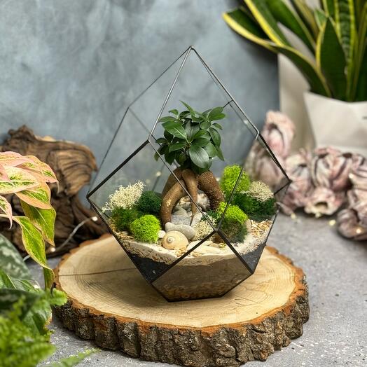 Crystal M with ficus Ginseng