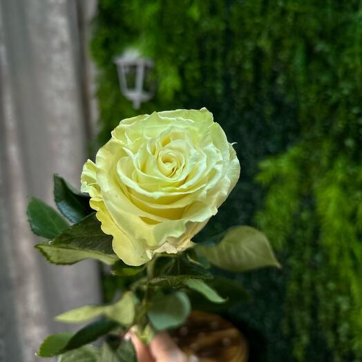 Роза Мондиаль (Эквадор) 60 см