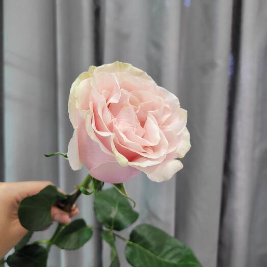 Розовые розы Pink Mondial | сортовая роза