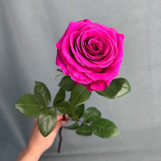Ароматная Роза Pink Floud