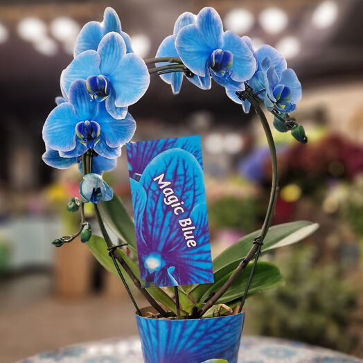 Orchidee bleu