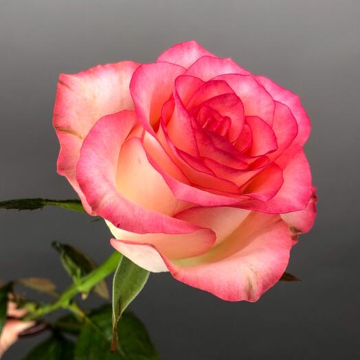 Rosa Jamilia