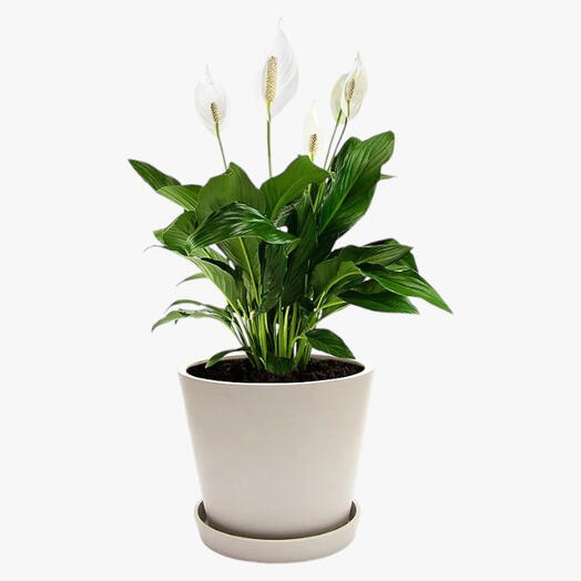 Spathiphyllum Plant – Peace Lily – White Sails – Spathe Flower