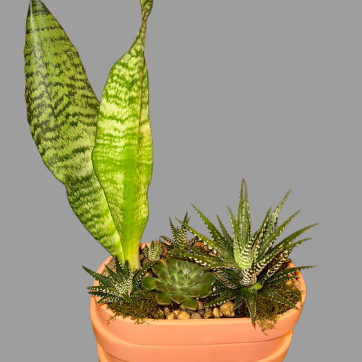 Composición de cactus y suculentas