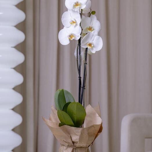 Орхидея фаленопсис в крафтовой упаковке
