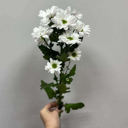 Хризантема Бакарди