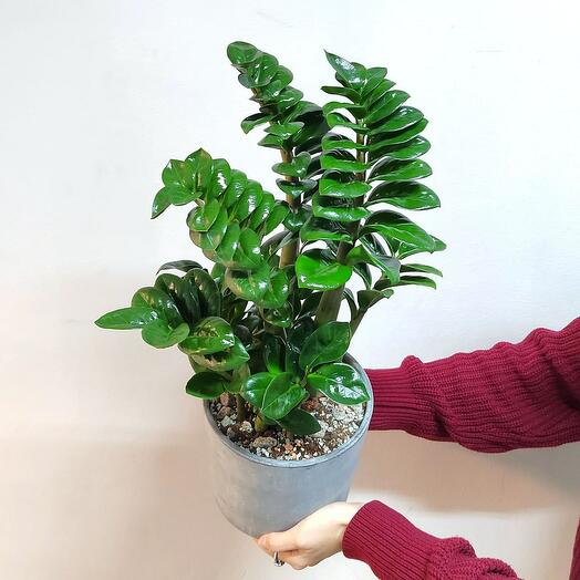 Комнатное растение. Замиокулькас Зензи Жук (долларовое дерево) в бетонном горшке, 50 см