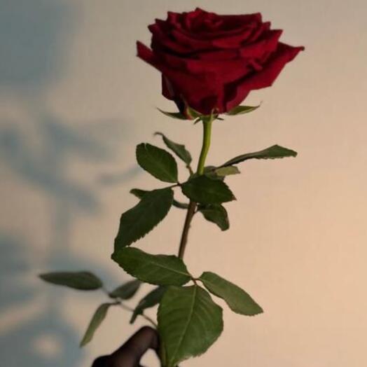 Rosa roja