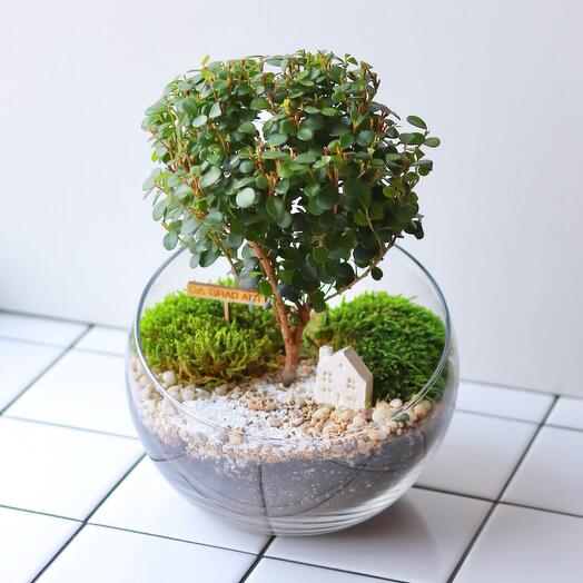 Бонсай в усеченном шаре