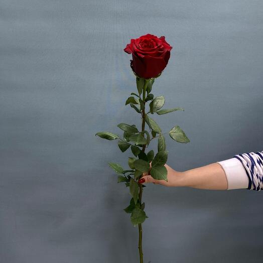 Эксплорер 80 см