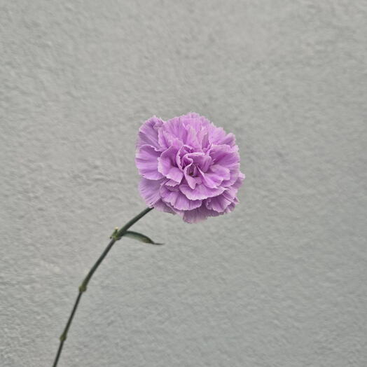 Lila szegfű - Válasszon a 15 darab közül