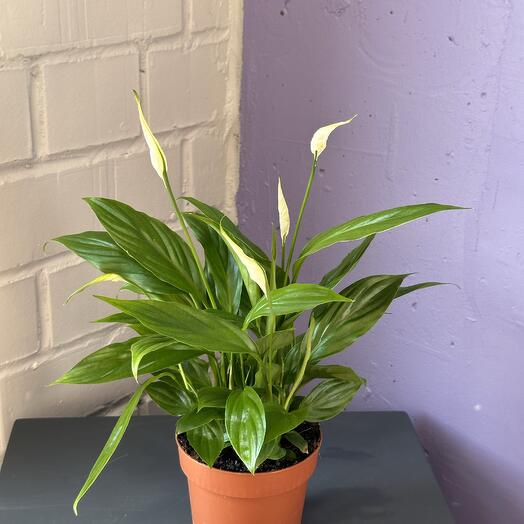 Спатифиллум  отцвёл !!! в горшке диаметр 12, куст хороший, разросся , но отцвели