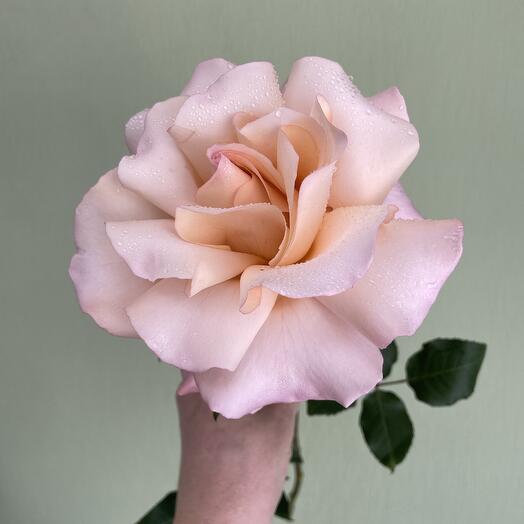 ‼️‼️‼️Акция ‼️‼️‼️Роза французская нежно-розовая