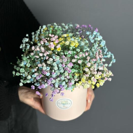 Caja De Gypsophila S