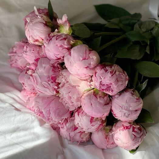 Пион Сара-Бернар