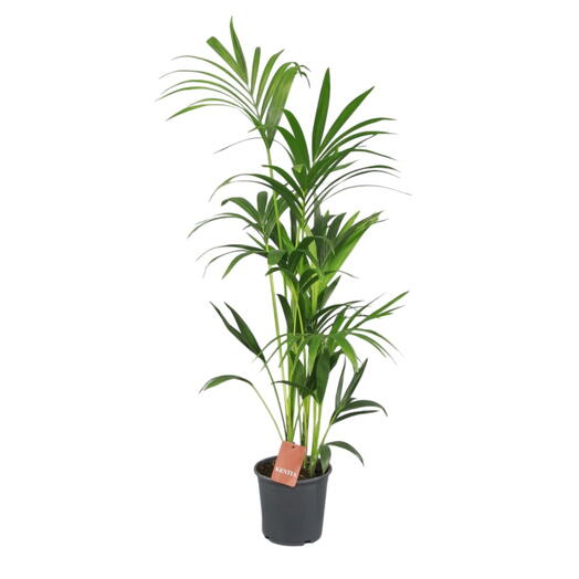 Kentia