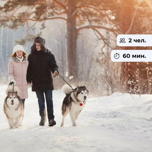 Веселый попутчик. Прогулка с Хаски на природе