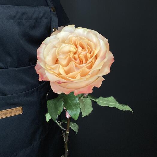 Роза Принцесс Краун