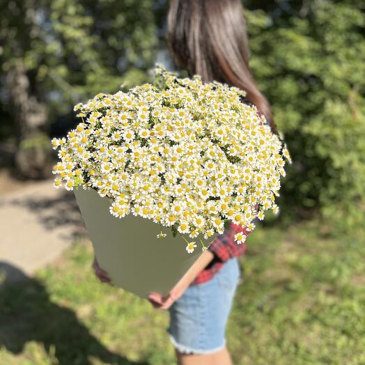 Полевые ромашки в коробке