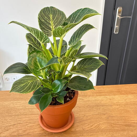 Philodendron Birkin terracota saksı ile