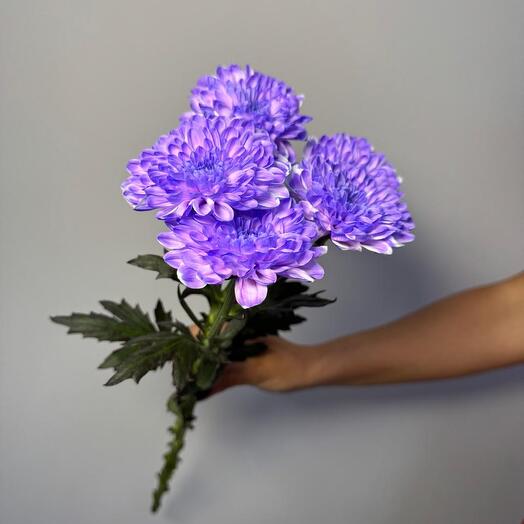 Хризантема кустовая сиреневая