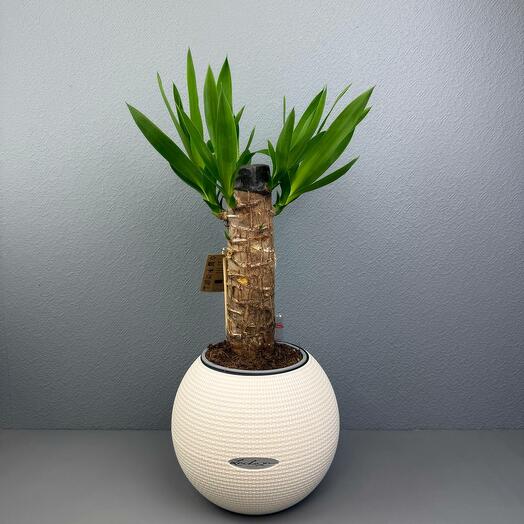 Пальма Юкка в кашпо Lechuza Puro белый D20 Высота 40 см