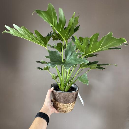 Филодендрон в плетеной корзине 🌿