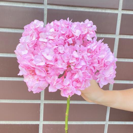 Розовая гортензия в ассортименте