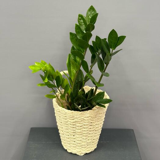 Замиокулькас в стильной  плетёной корзине ☘️