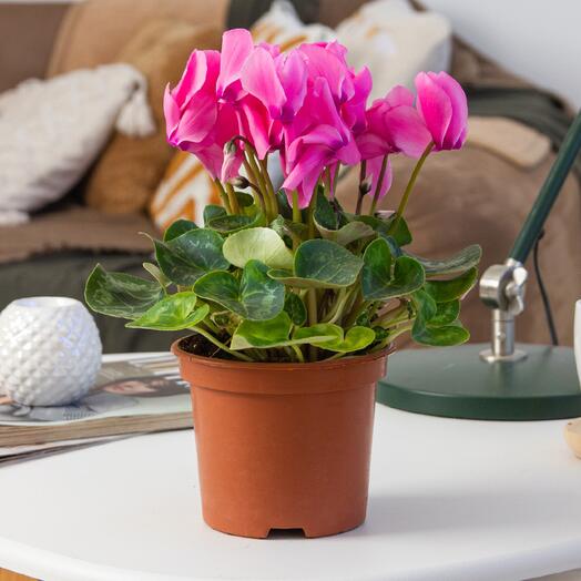 Indoor plant
