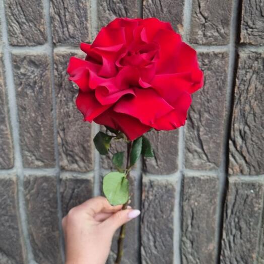 Французская роза алая 🌹