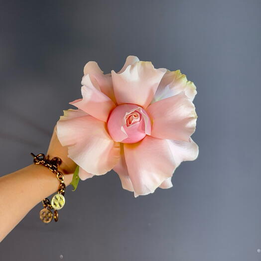 Французская Роза Pink Mondial