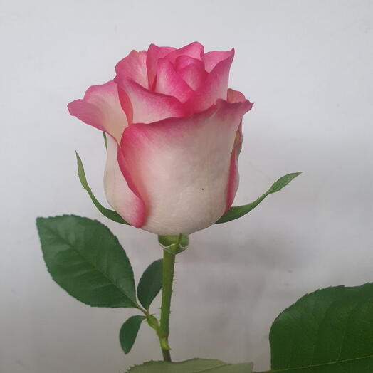 One piece of Jumilia