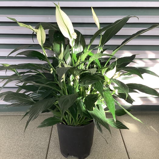 Комнатное растение Спатифиллум