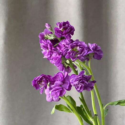 💜Маттиола фиолетовая цветы подарок маме, любимой девушке, женщине, жене, бабушке букет